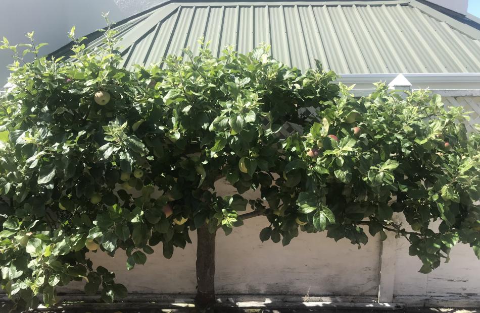 This espaliered "Peasgood Nonsuch" apple is an excellent cropper.