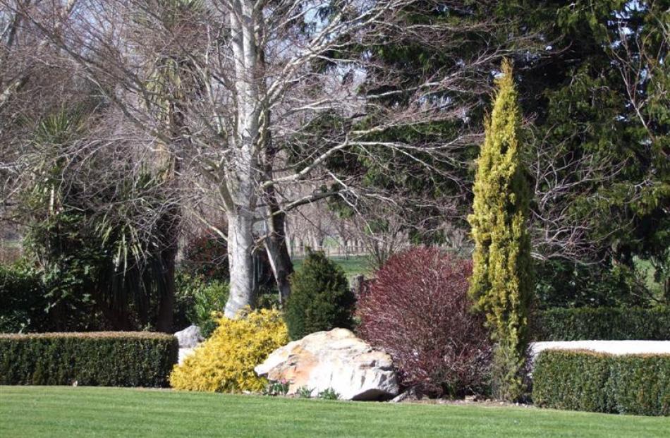 A slender golden conifer contrasts with other trees and shrubs.