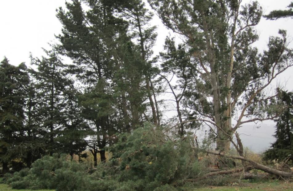 A tree uprooted by the storm lies on a Teviot Rd property near Millers Flat. Staff photographer