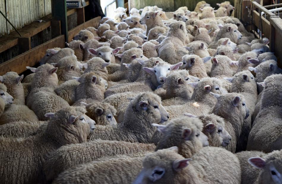Sheep set to be shorn.
