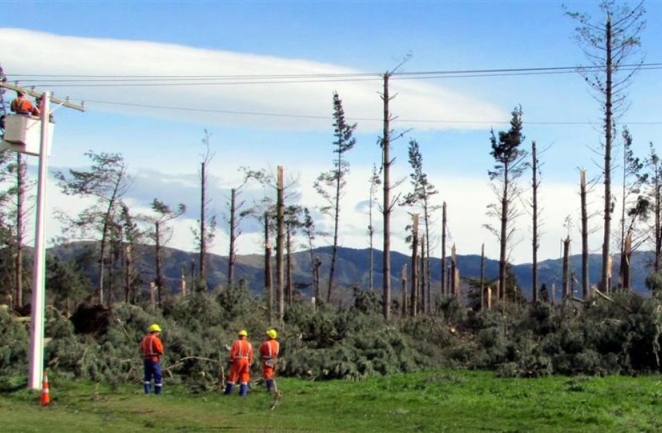 A pine plantation in Waimate decimated by this week's storm. Photos by Andrew Ashton.