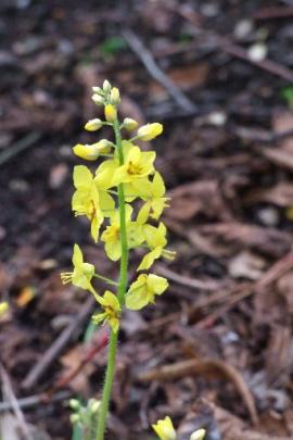 Epimedium sulphureum has its leaves trimmed so the flowers can be seen.