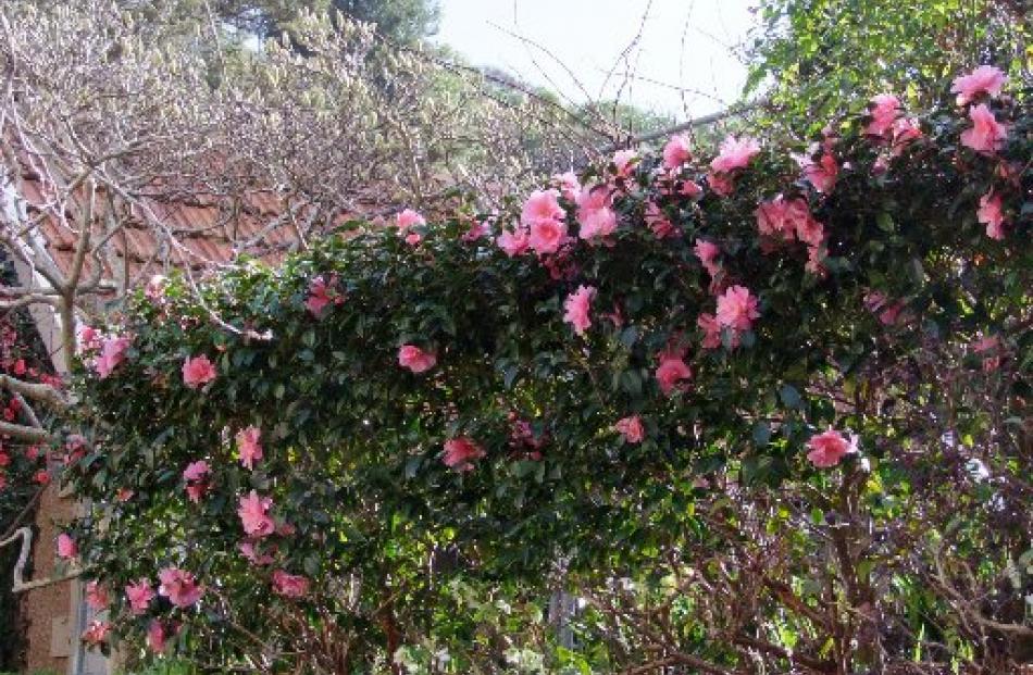 One of Olveston's two camellia hedges.