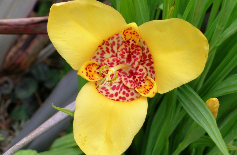 Leaves of Tigridia pavonia are accordion-pleated.
