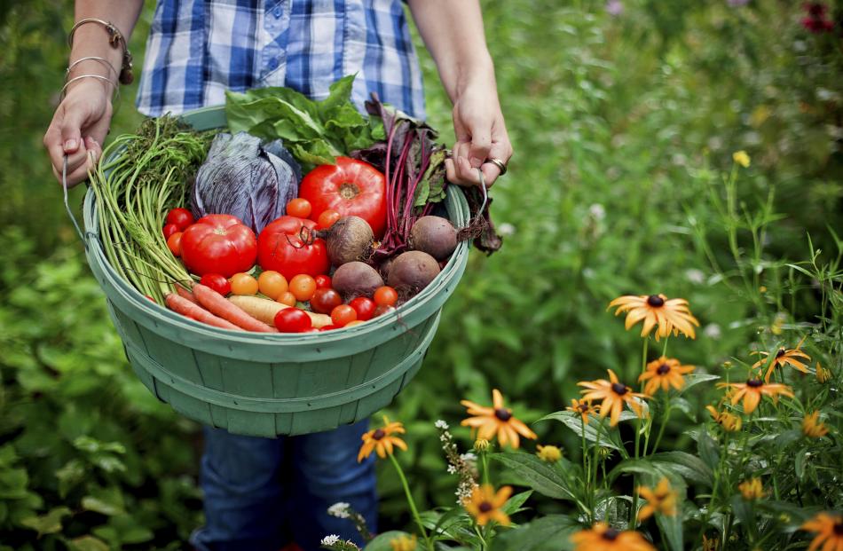 Harvesting your produce gets into full swing this month. PHOTO: GETTY IMAGES