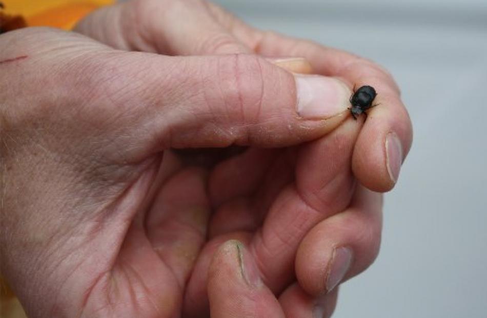 Dr Forgie holds a dung beetle.