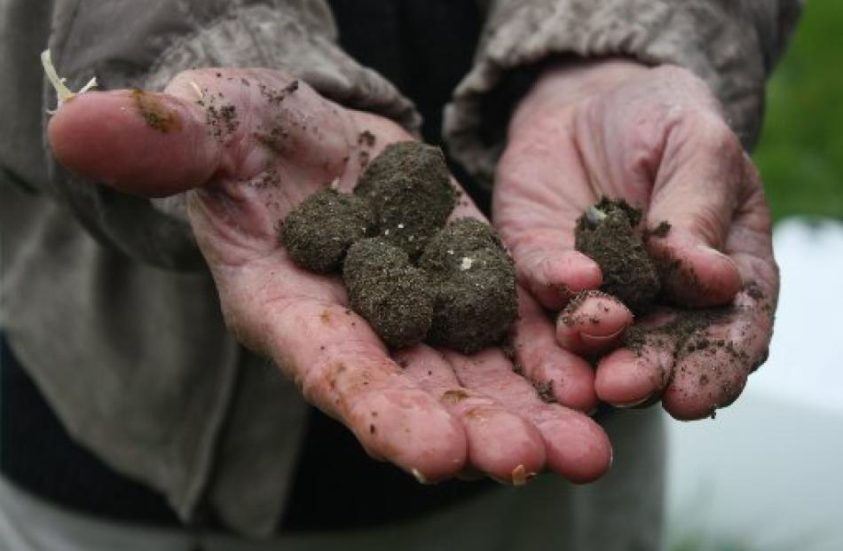 Dung Beetle Release Strategy Group John Pearce holds some brood balls, in which female dung...