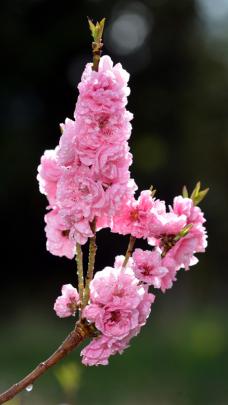 Blossom near Chatto Creek.