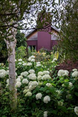 The house at Anacapri was painted to enhance the changing plant palette. Hydrangea arborescens ...