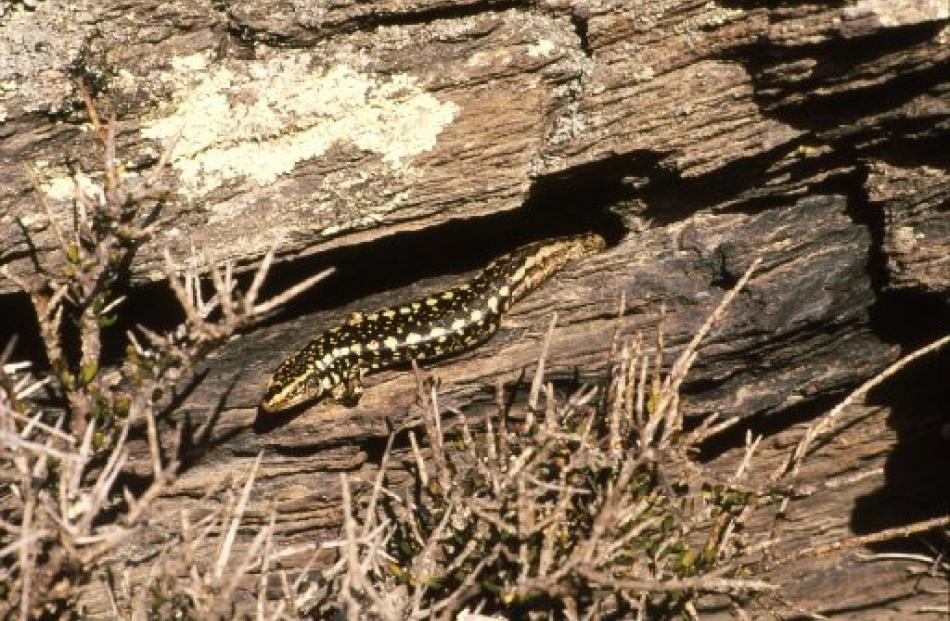An Otago skink sunbathing in typical habitat - a creviced schist outcrop where shrubs grow to...