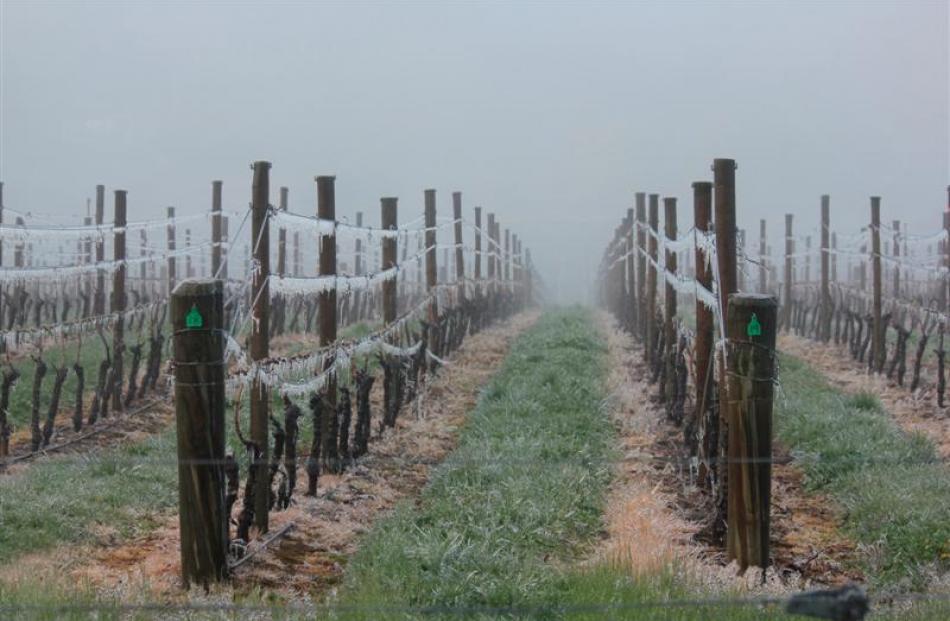 Icicles hang in an Alexandra vineyard yesterday morning after a night of frost-fighting. Photo by...