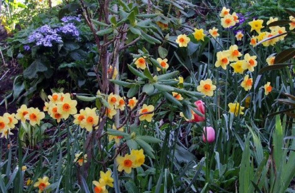 Daffodils along the edge of Sligo Tce.