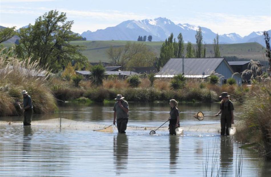 Otago Doc staff descend yesterday on a shoal of more than 100 goldfish found in a pond in Albert...