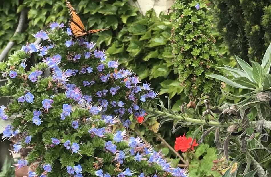A monarch butterfly on a Pride of Madeira bush.