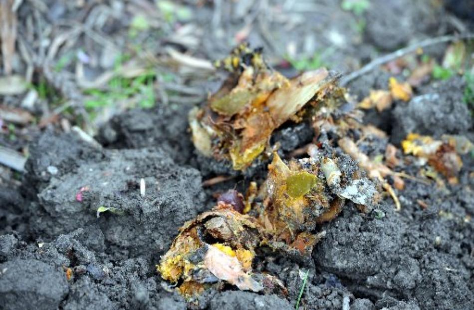 The bokashi compost needs to be buried for a few weeks before you have the finished product....