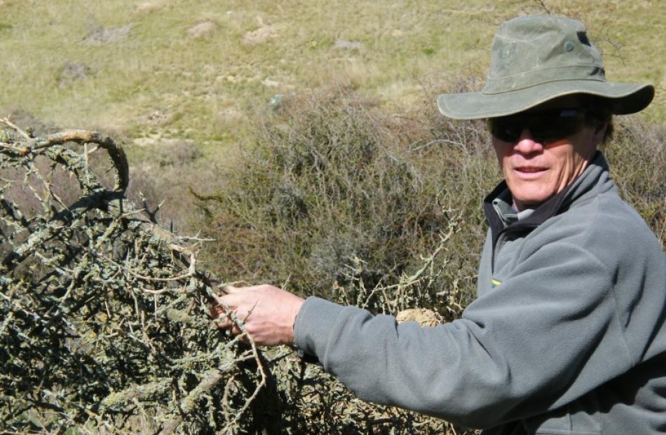 Doc ranger Graeme Loh fights back against  exotic African plant pest boxthorn, which threatens...