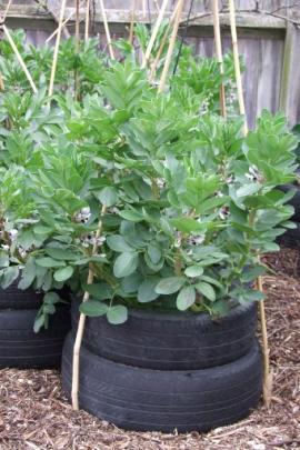 Broad beans grown in tyres demonstrate how to produce food without a conventional garden.