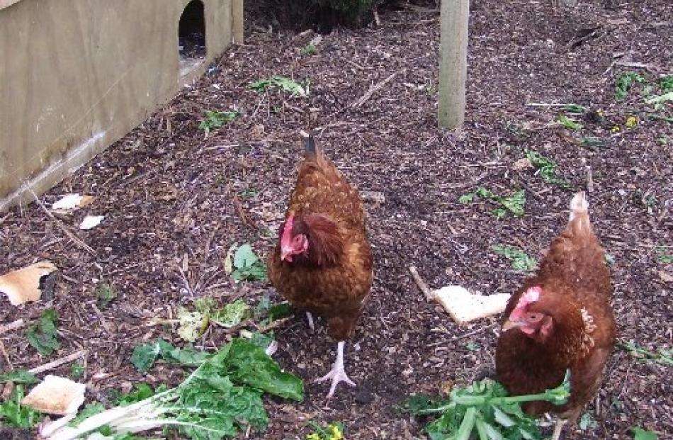 Hens help break down shredded paper.