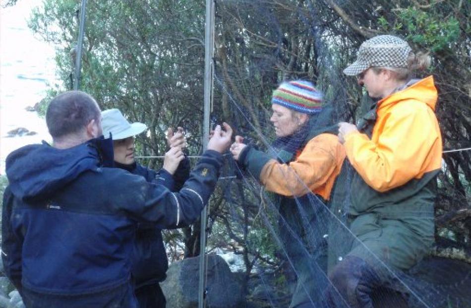 Recovering a saddleback from a mist net on Breaksea Island are (from left) zoologists Scott...