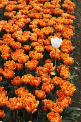 A lone white tulip in a sea of orange.