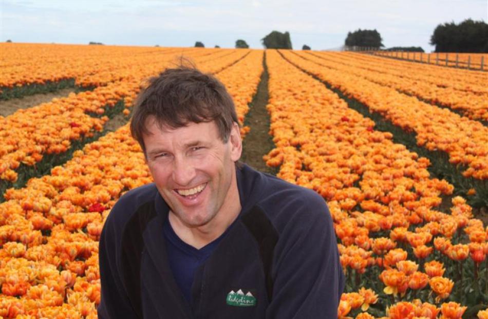 Production manager John van Eeden with a field of unusual peony tulips.