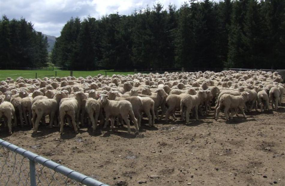 Merino hoggets in the yards at Lindis Peaks. Photos by Sally Rae.