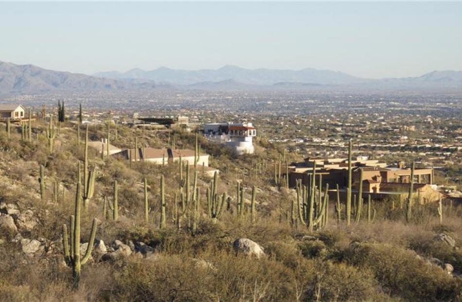 Around Tucson, Arizona, large saguaro cacti replace trees. Birds excavate nest holes between the...