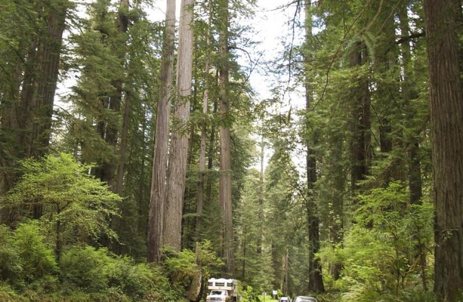 Redwood forests in Northern California are one of the wonders of the world. Curiously, they stop...