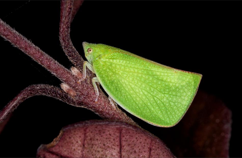 Elizabeth Passuello: Green Planthopper Siphanta acuta