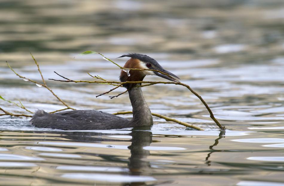 Glenda Rees: Australasian Crested Grebe with nesting material
