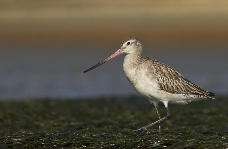 Natural history champion print. Glenda Rees, Gore: Bar-Tailed Godwit.