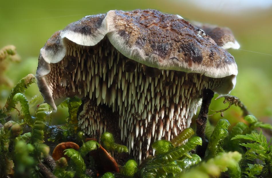 First-time entrant winner Benny Chia: Hypholoma australianum — photo taken on the Kepler Track,...