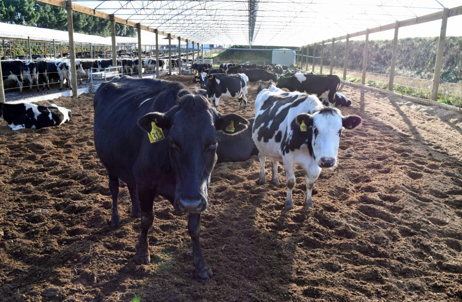 Cows in a composting barn in Frei Dairy farm in Riversdale.
