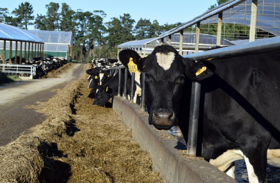 Cows eat hay outside a winter barn on Frei Dairy farm in Northern Southland.