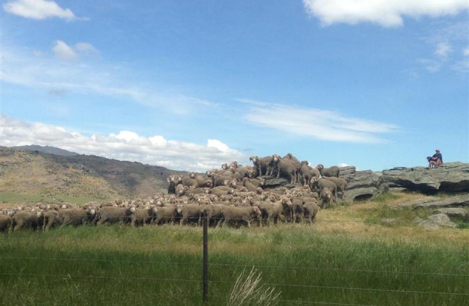 Merino sheep were on display during a field day at Earnscleugh Station last week. Photo by Aimee...
