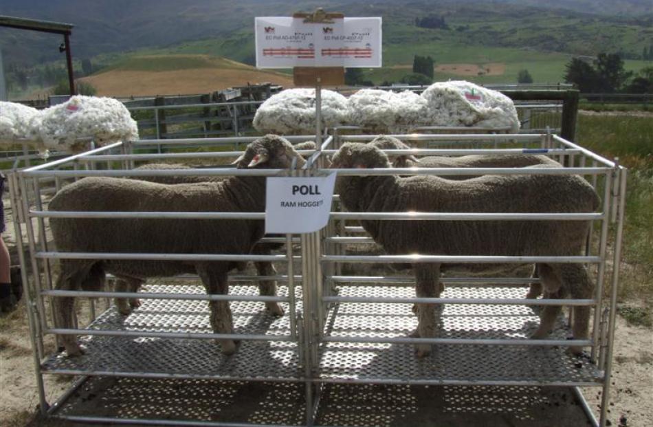 Poll merino ram hoggets on display at the field day. Photos by Sally Rae.