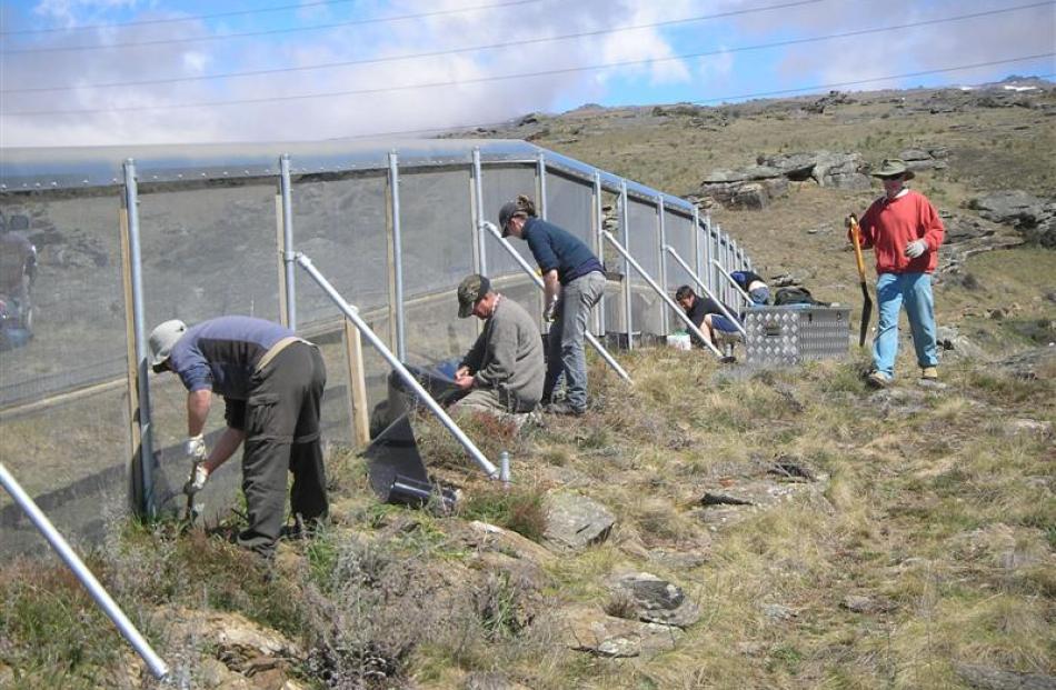 Central Otago Ecological Trust members and volunteers work at the 0.3ha Mokomoko Skink Sanctuary...