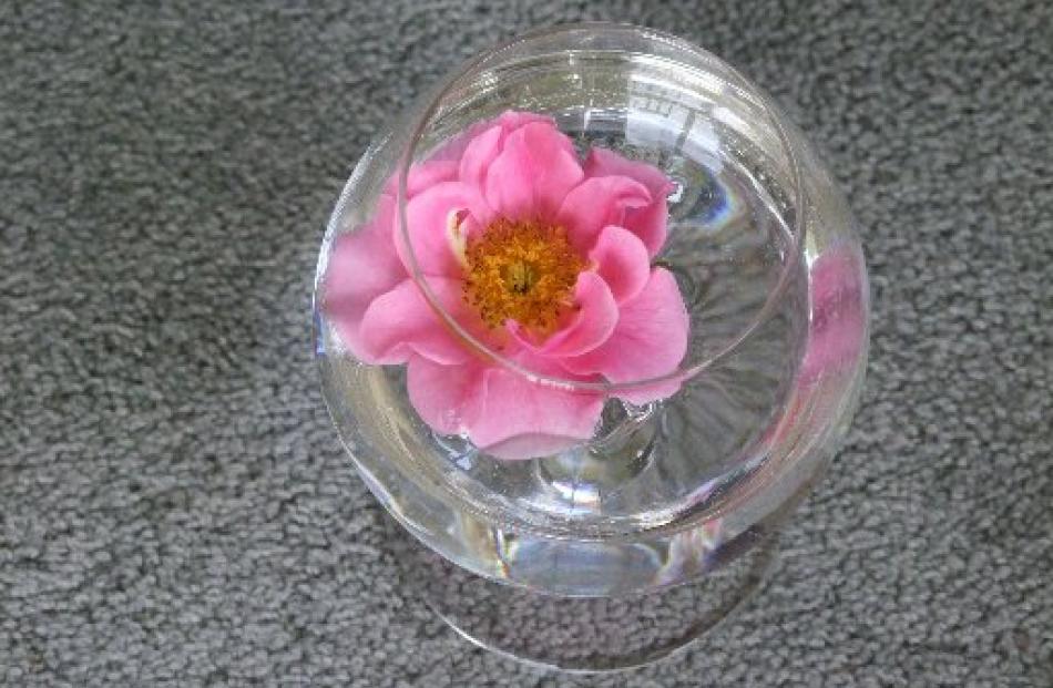 Rose shows have classes for flowers in bowls and other containers.  Photos Gillian Vine.