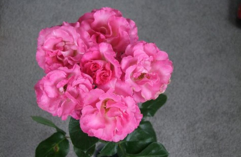 This floribunda, Sky Tower, is a very good example of a large stem.
