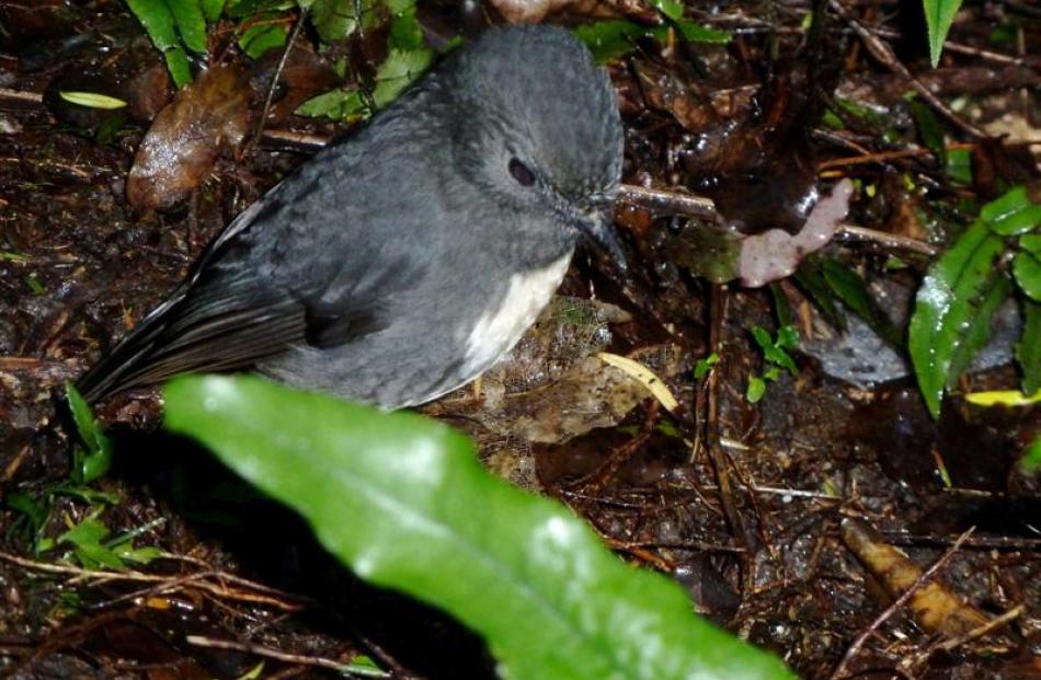 After two translocations, robins are now well-established at Orokonui. Photo by Alyth Grant.