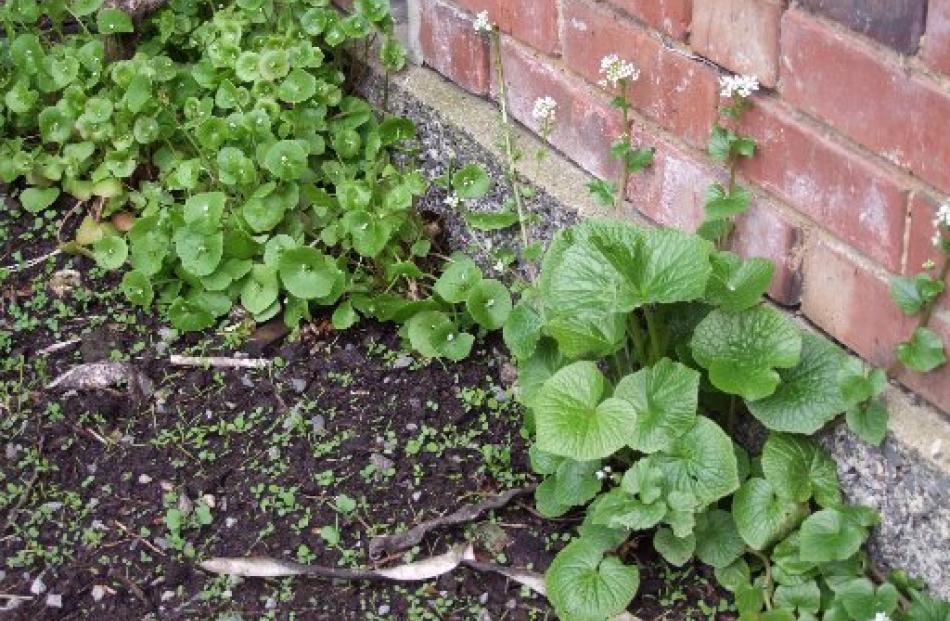 Wasabi (foreground) and miner's lettuce.