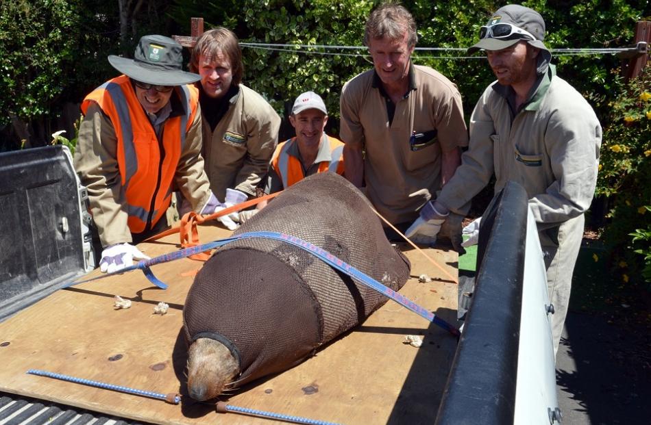 The seal, wrapped in a body sock net, is strapped to the back of a ute for transportation back to...