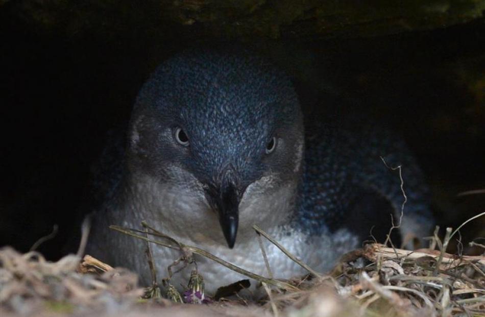 A little blue penguin nests under a rock at Barney's Island last Thursday.