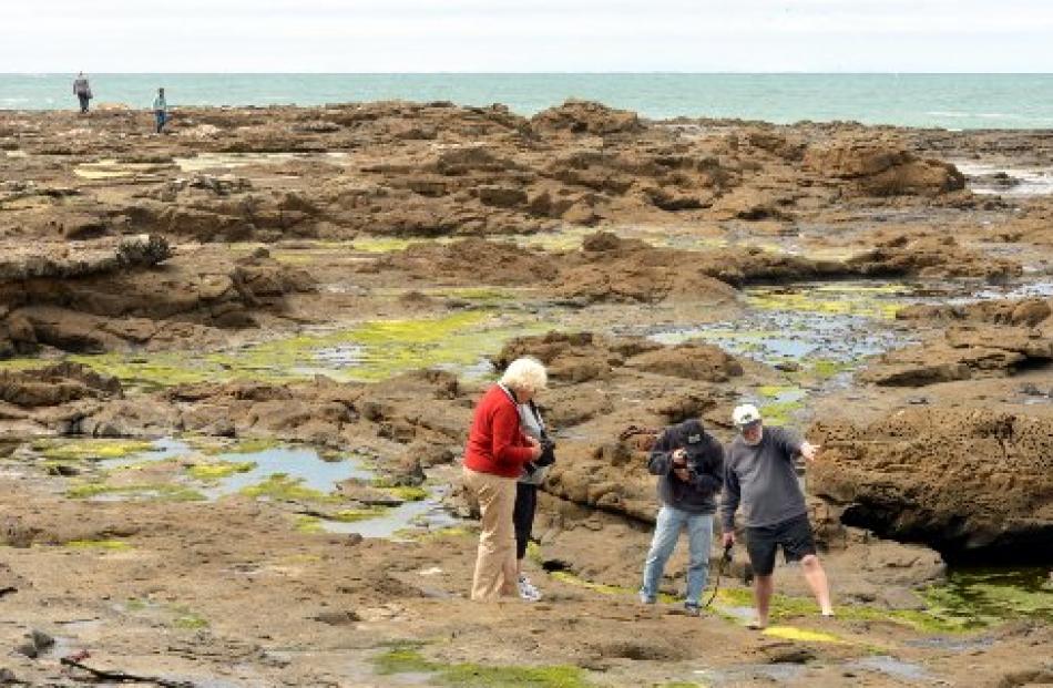 Petrified stumps and fern prints date back 160 million years at Curio Bay.