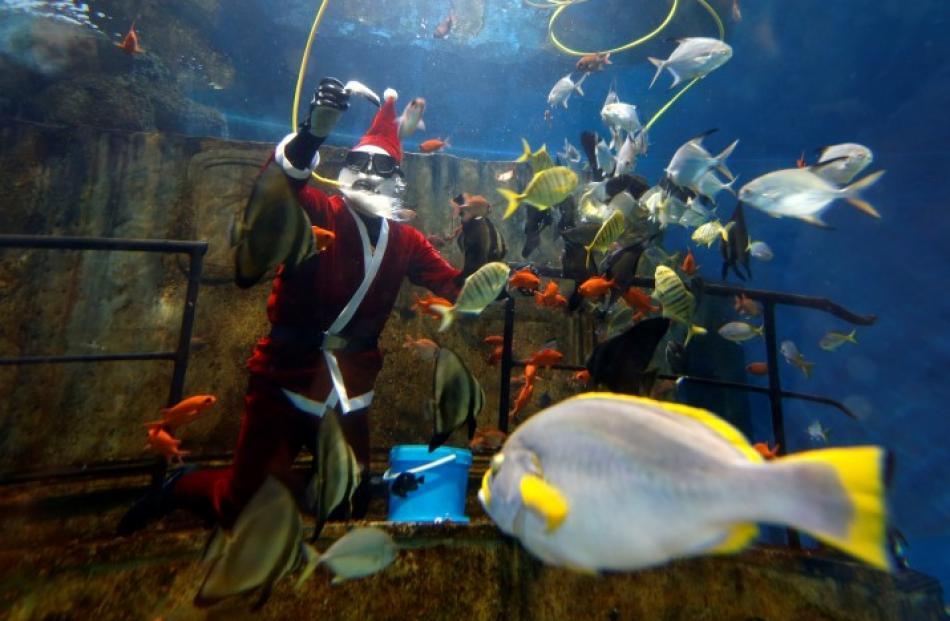 A diver feeds fish inside a fish tank at the Malta National Aquarium in Qawra, outside Valletta....