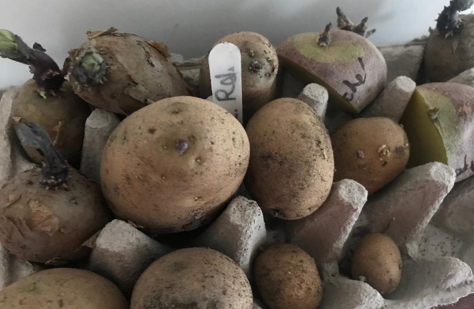Chitting potatoes in an egg carton. PHOTOS: GILLIAN VINE