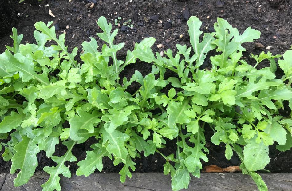 Mesclun is a salad mix that can be sown now.