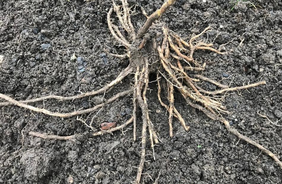 Spread the roots of asparagus like a starfish before covering with soil.