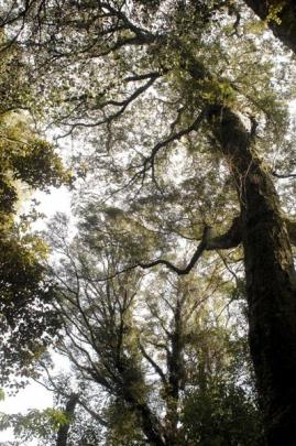 A Southland maple beech (Nothofagus Menziesii) forest.