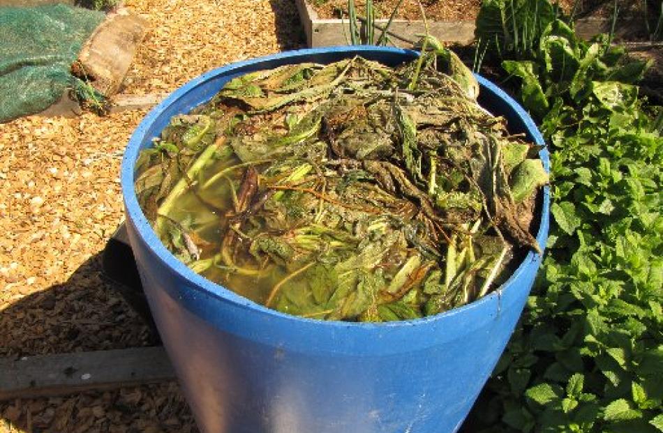 A bucket of weeds in water produce a liquid fertiliser tea.